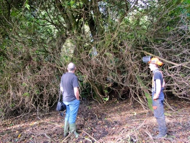 About to start Rhododendron ponticum clearance 7 October 2013