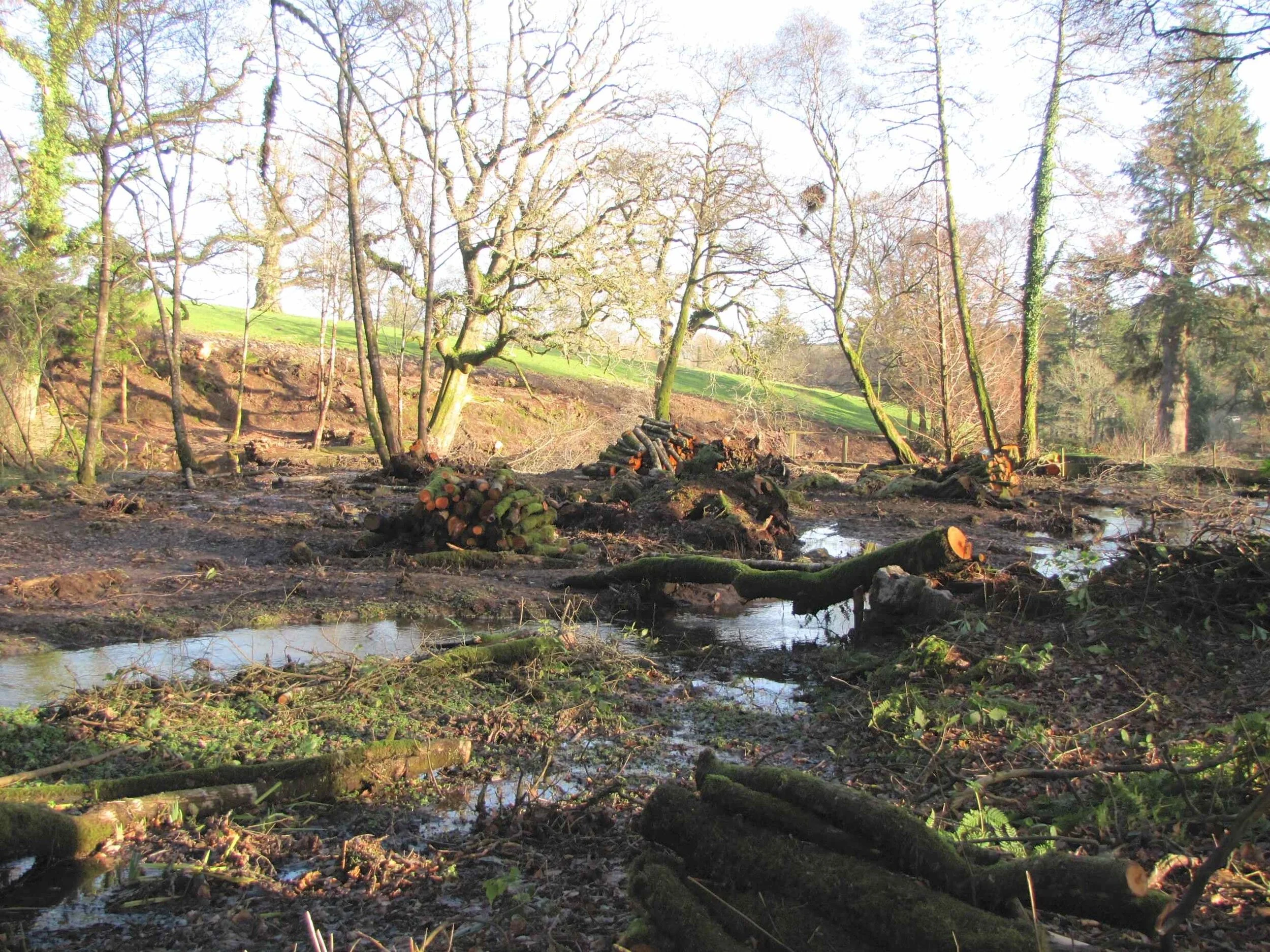 The middle pond and the island 27 December 2013