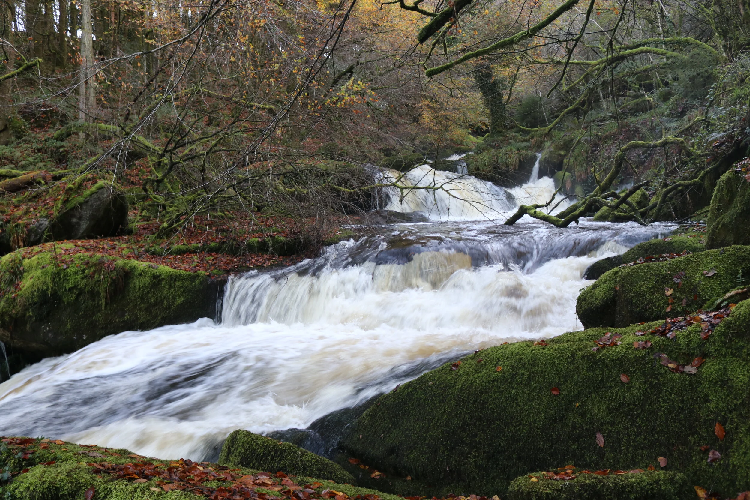 Withey Brook 7 November 2012