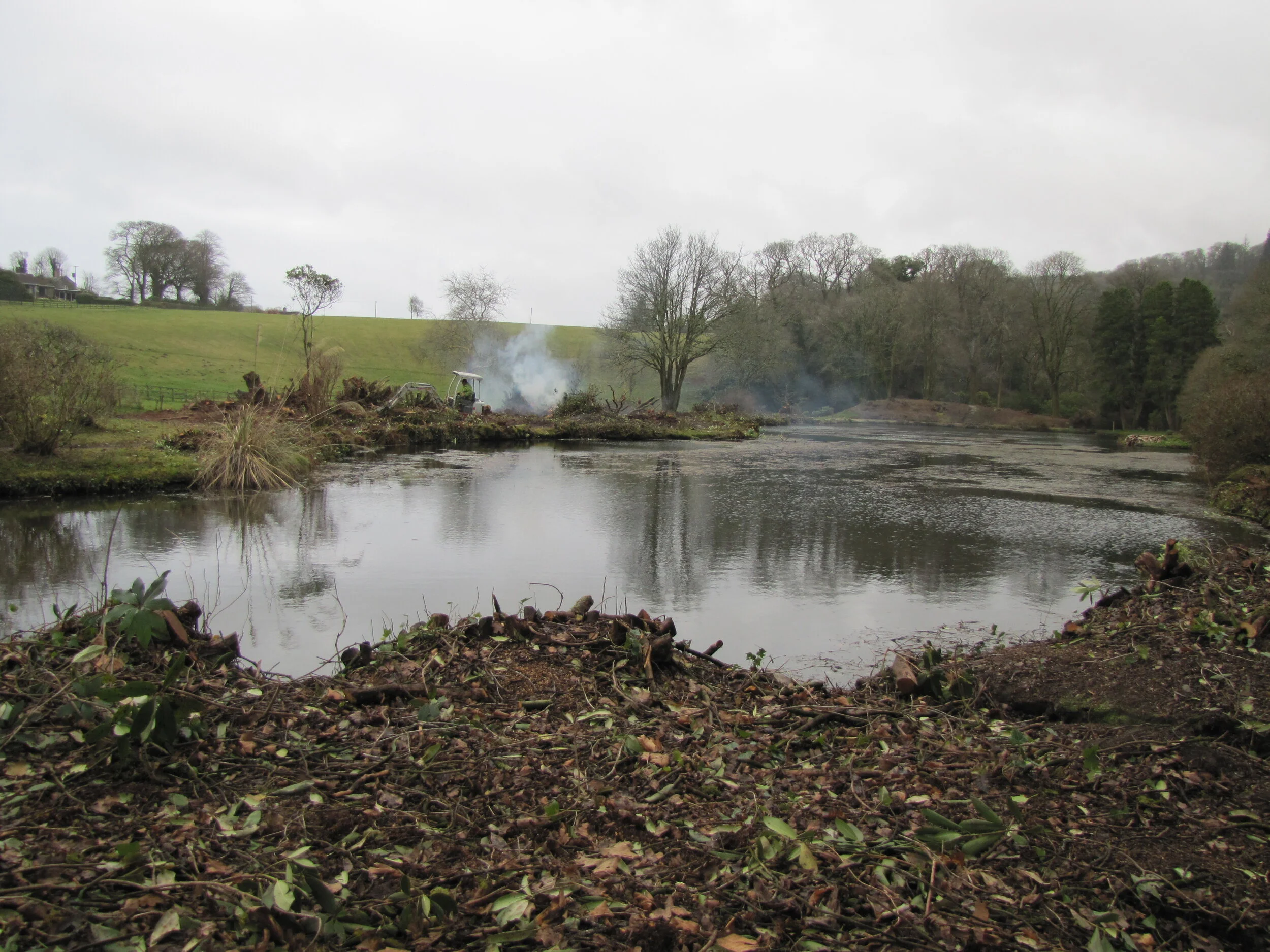 Swan pool 31 March 2011 - after Rhododendron ponticum clearance