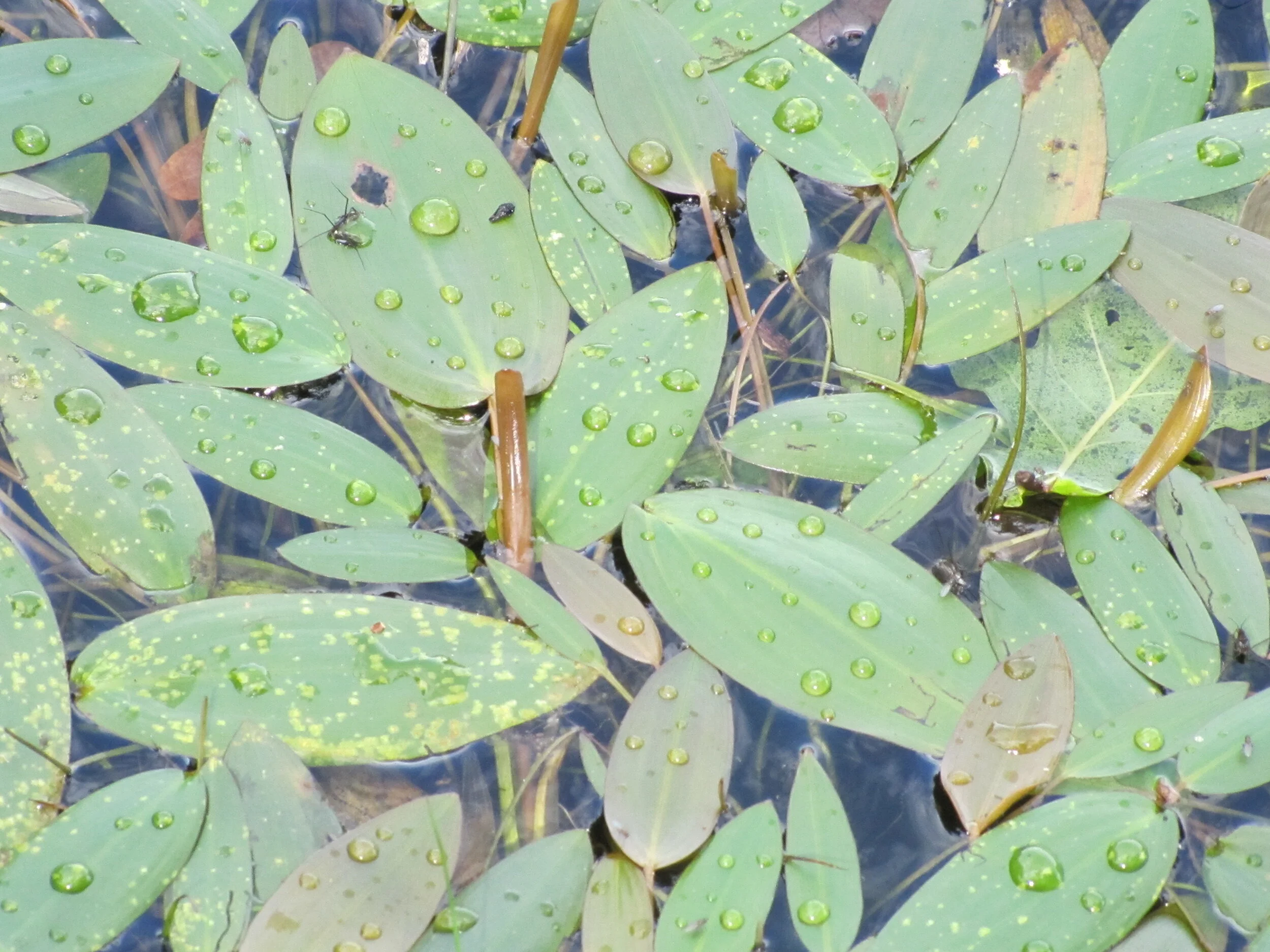 Broad leaved pondweed - Potamogeton natans 