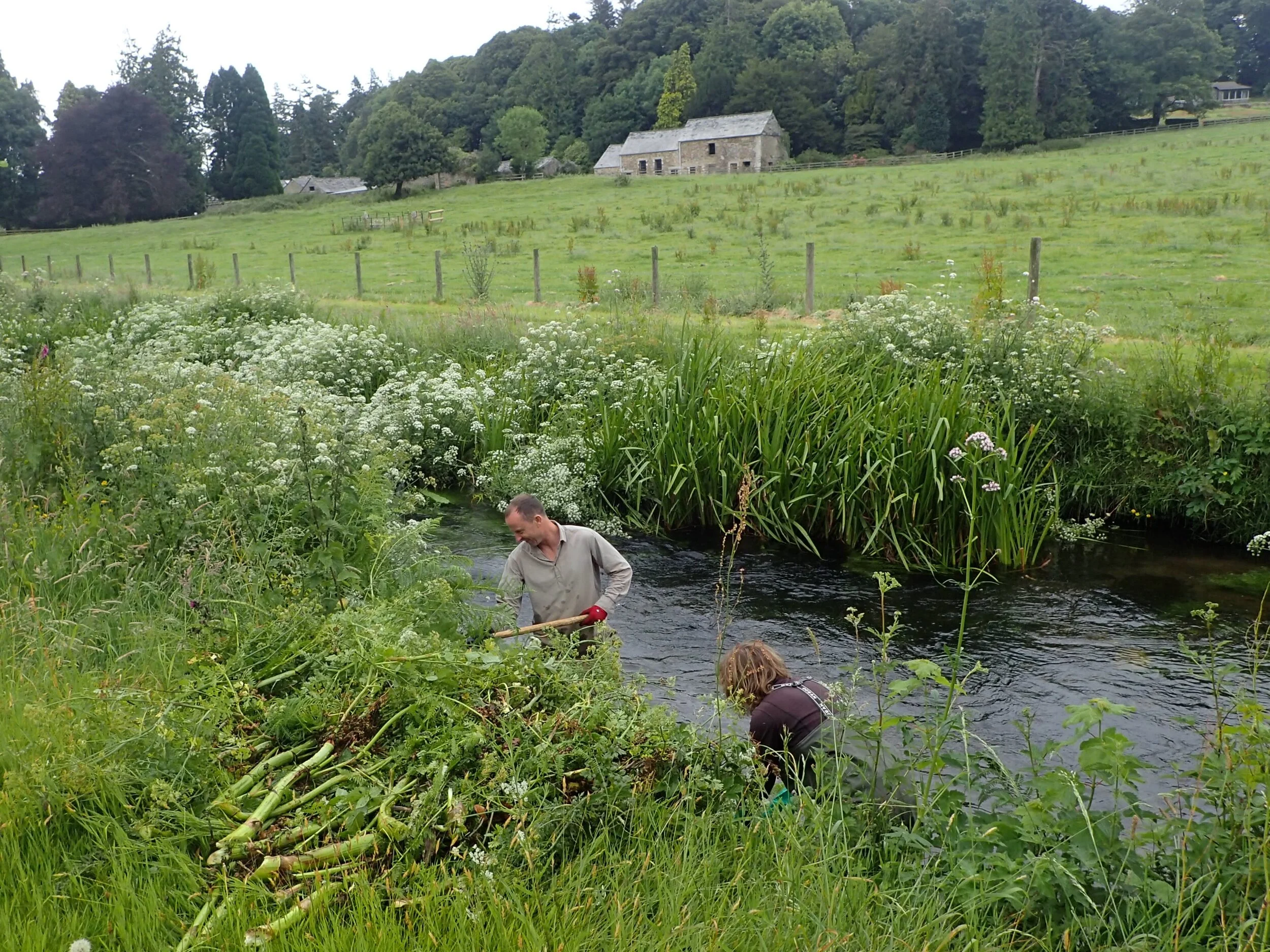 Jim and Sharon removing Water Hemlock  - June 2018