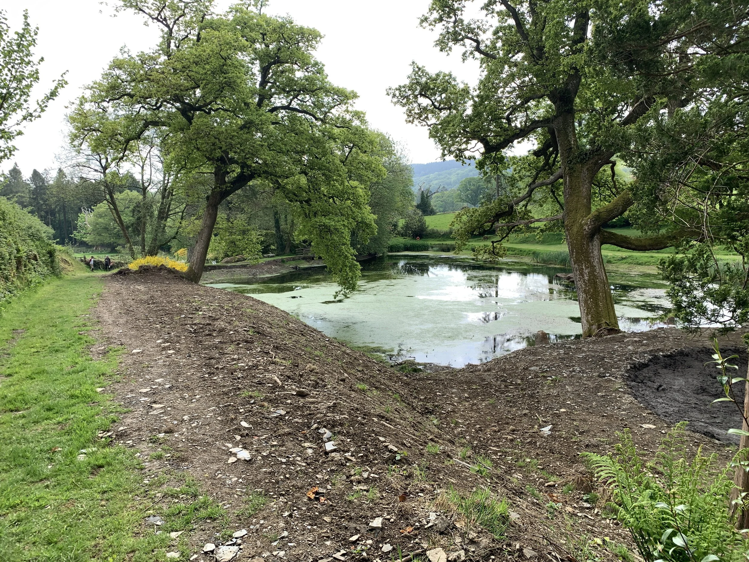 Lower pond 17 May 2020