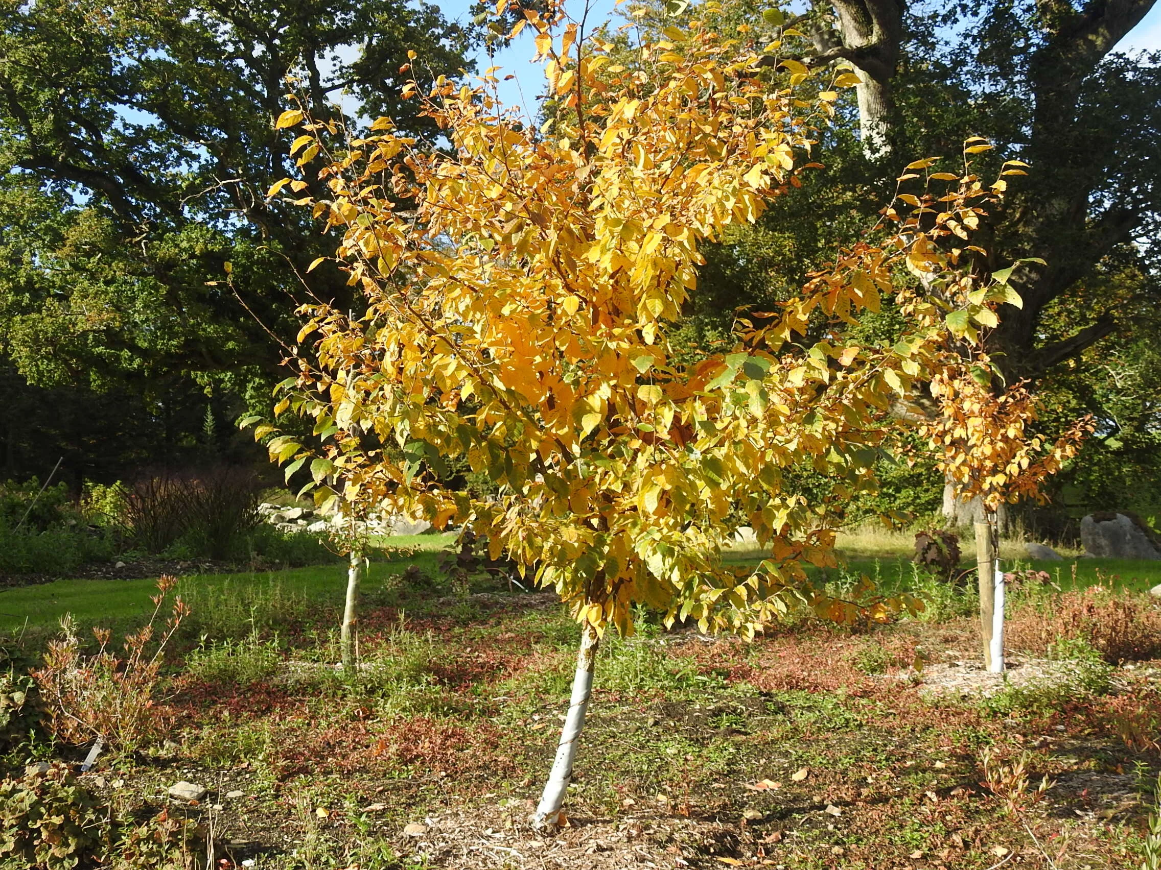 Autumn colour on young yellow birch - Betula alleghaniensis - 11 October 2020