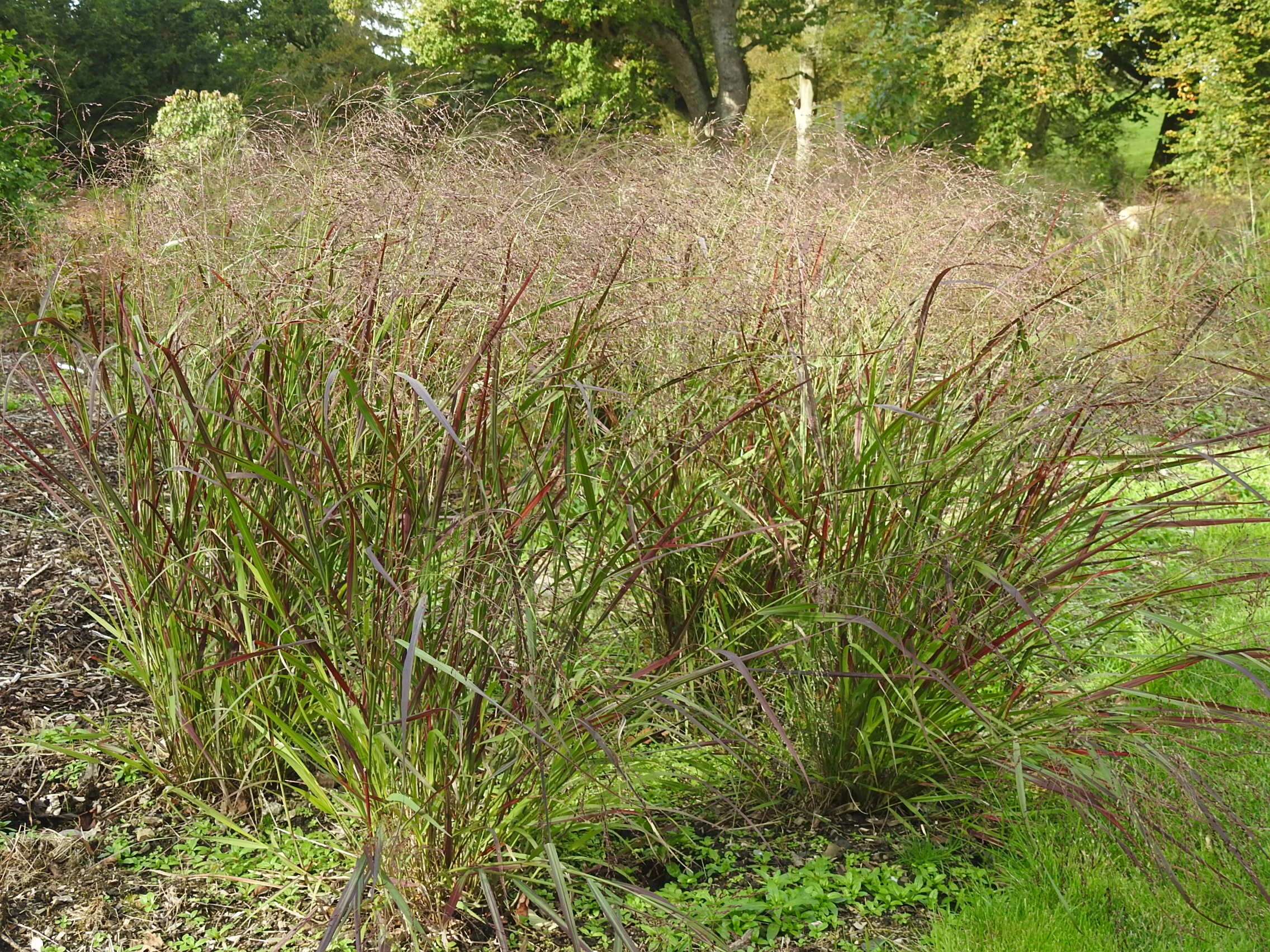 Autumn colour on Panicum virgatum - in American Garden 11 October 2020