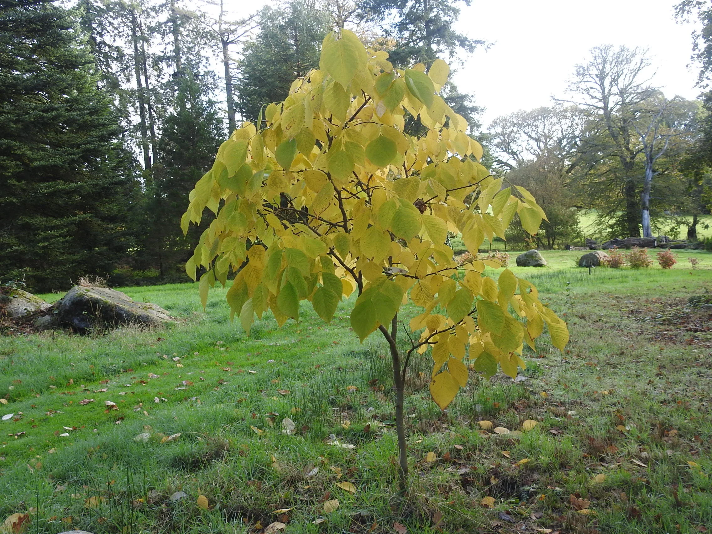 Autumn colour on young Cladrastis kentukea - October 2020