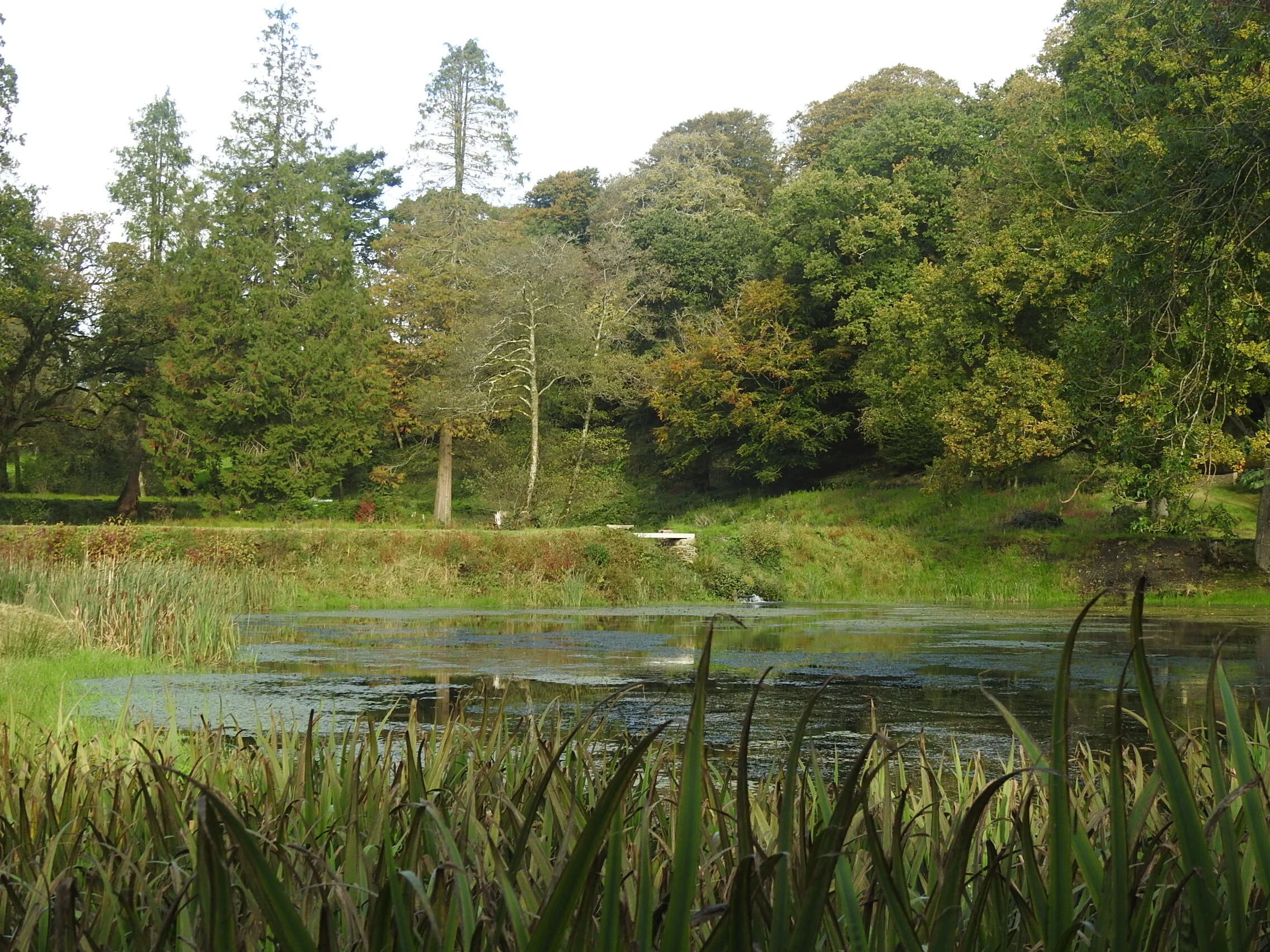 Lower pond 7 October 2020