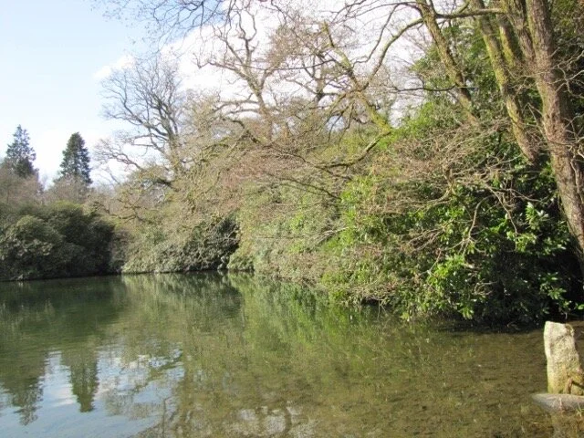 Lower pond 30 March 2013 - before removal of Rhododendron ponticum
