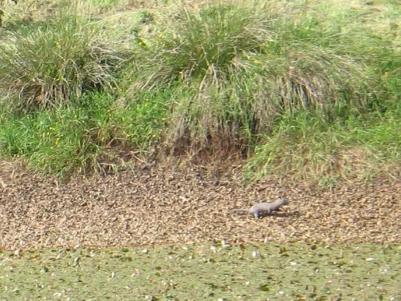 Mink?  7 September 2007