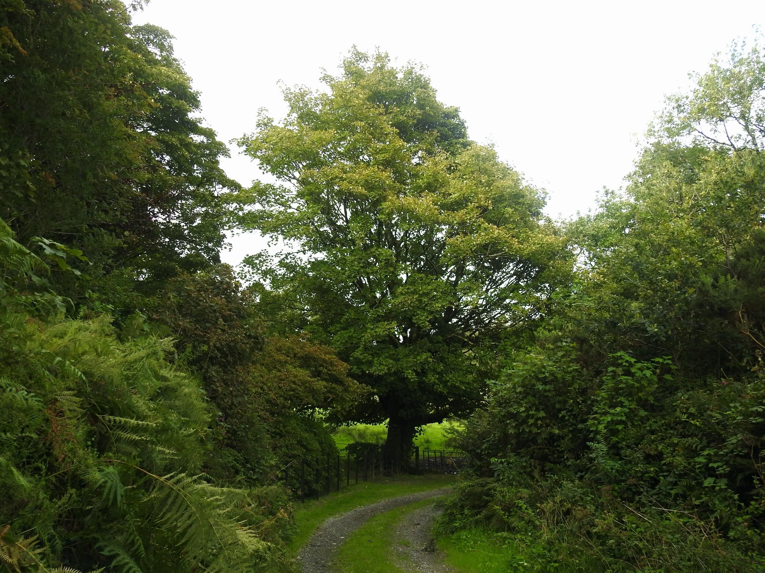 Sycamore at fish ponds entrance 28 August 2020