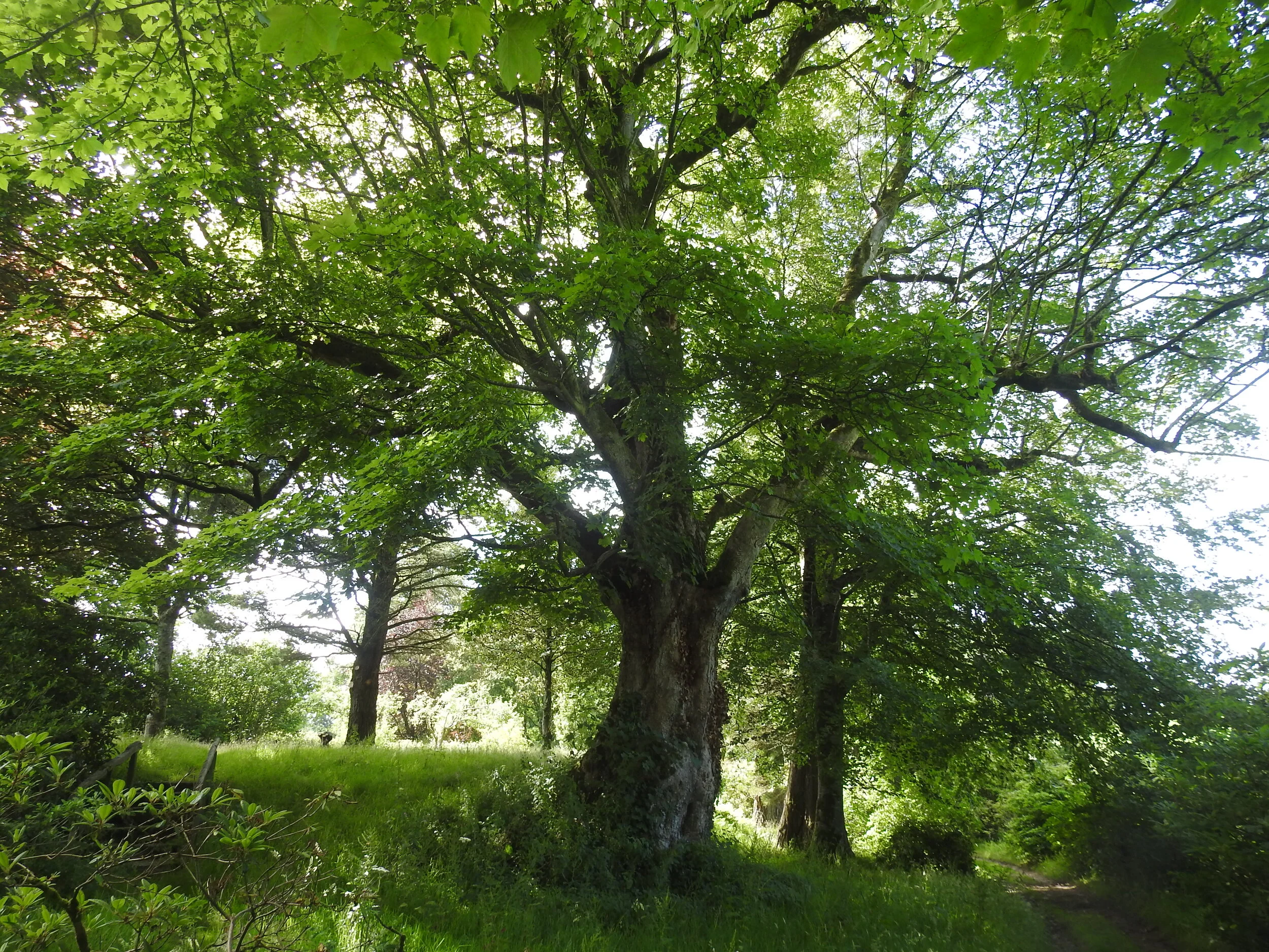 Sycamore inside fish ponds entrance 12 July 2020