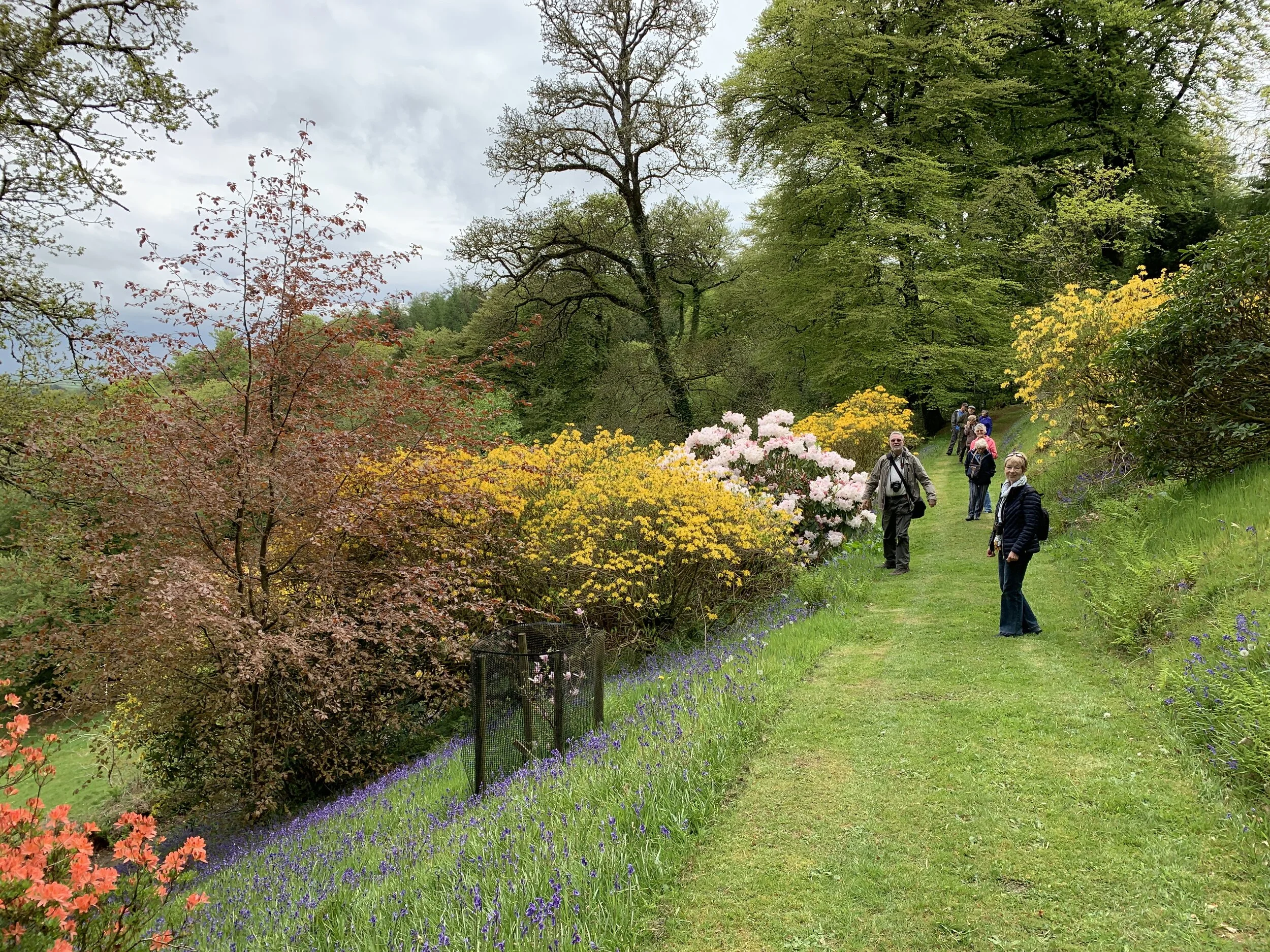 Cornwall Hardy Plants Society enjoying the middle terrace path 1 May 2019