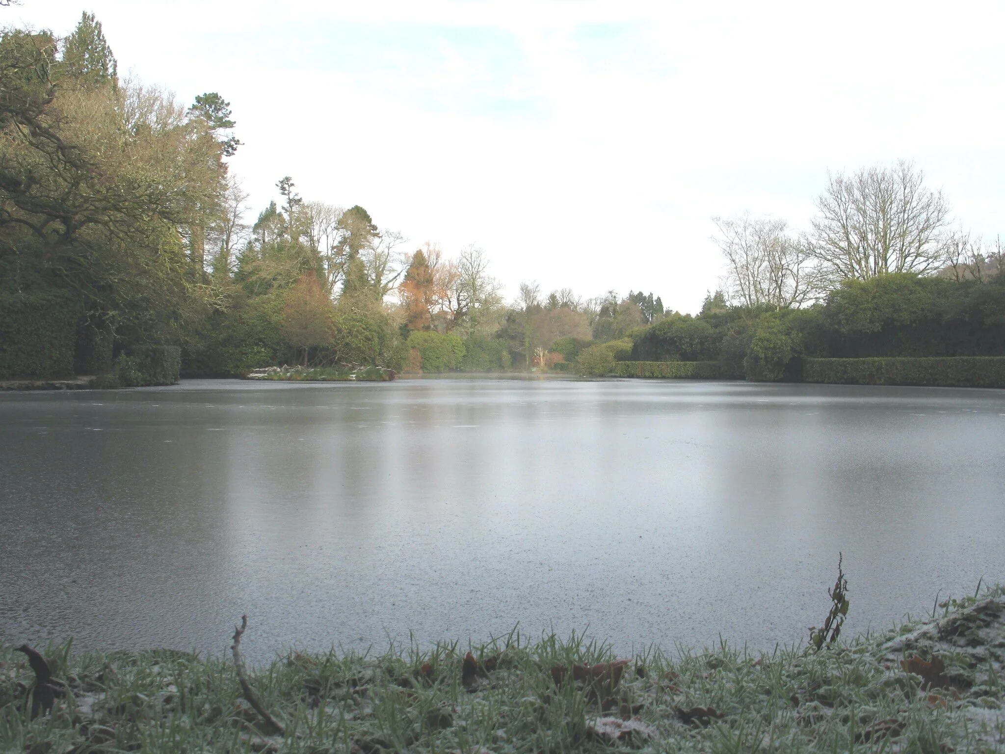 Swan pool 24 December 2009