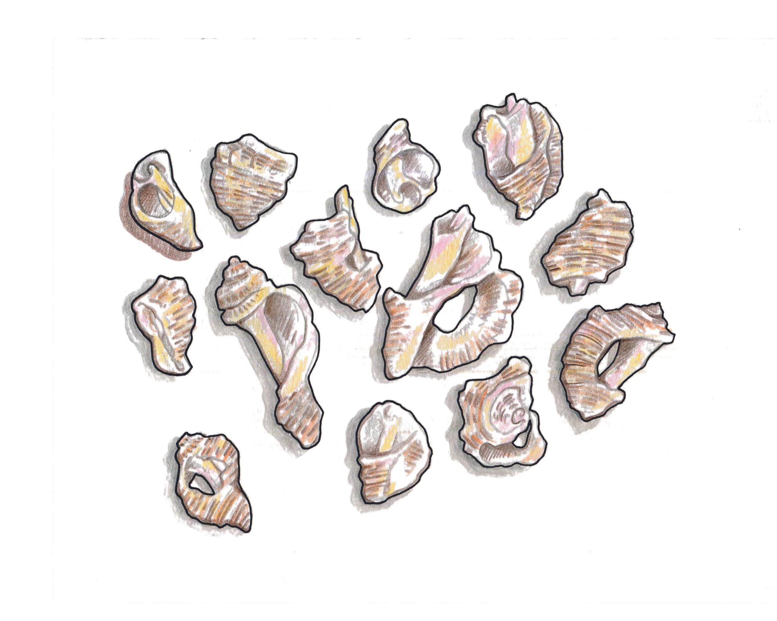 8x10_shells.jpg