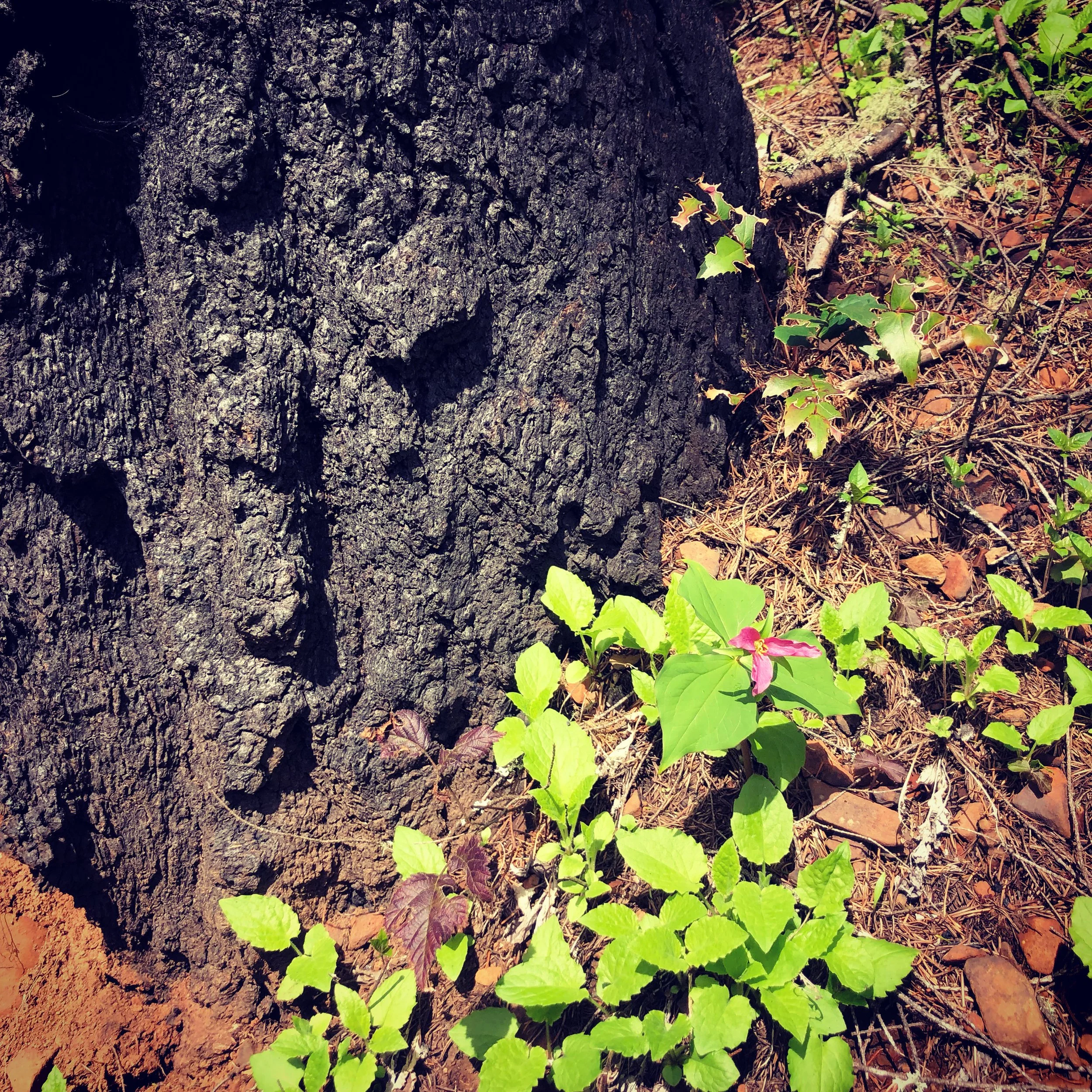 UNDERGROWTH/Daily Devotion