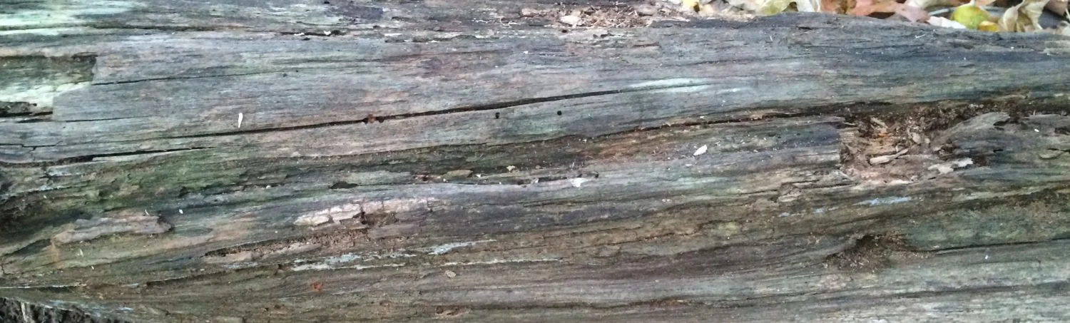 fresh-start-writing-testimonial-fallen-log.jpg