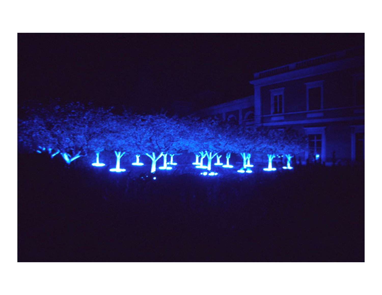 black_light_night_white_garden_4.jpg