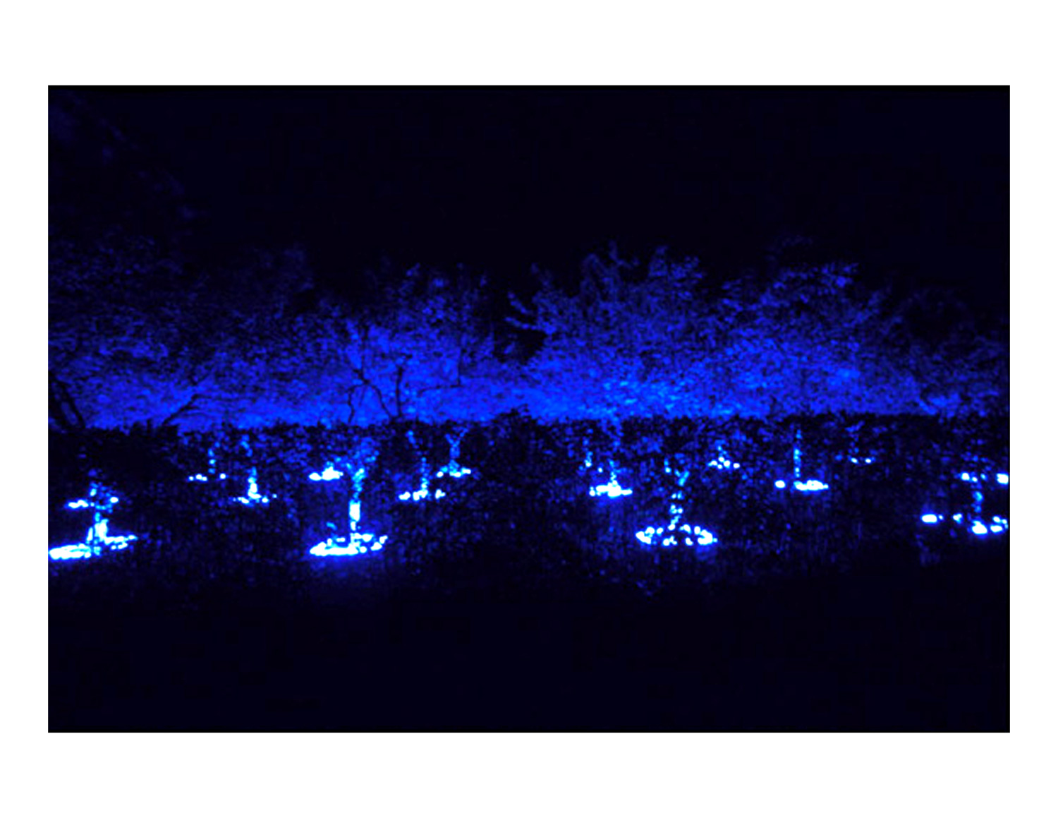 black_light_night_white_garden_3.jpg