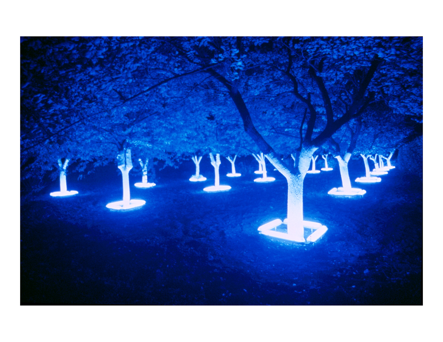 black_light_night_white_garden_1rev.jpg