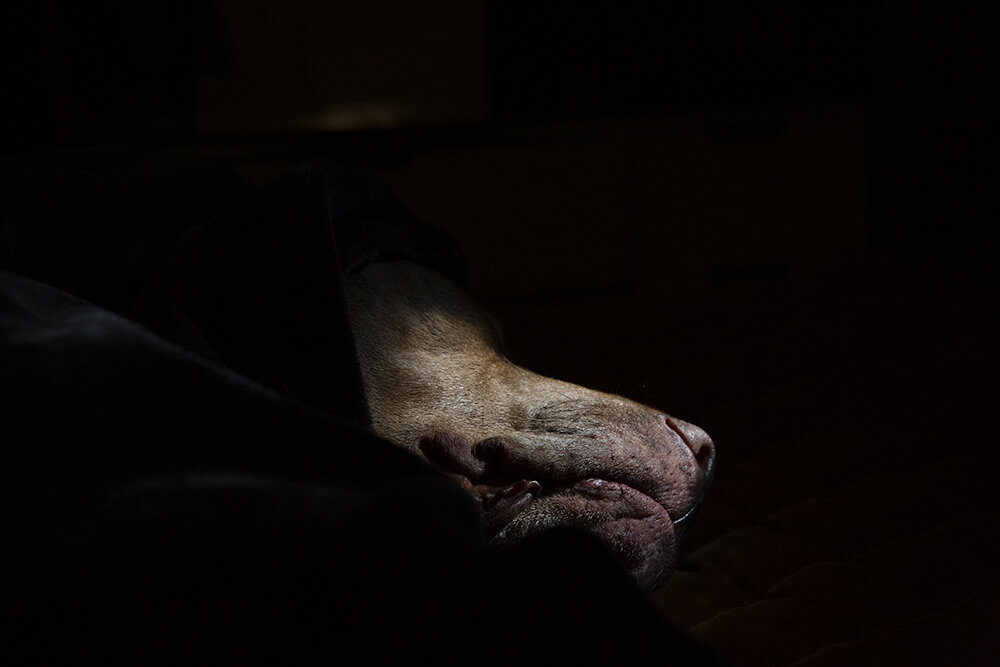_V7A5249.jpg
