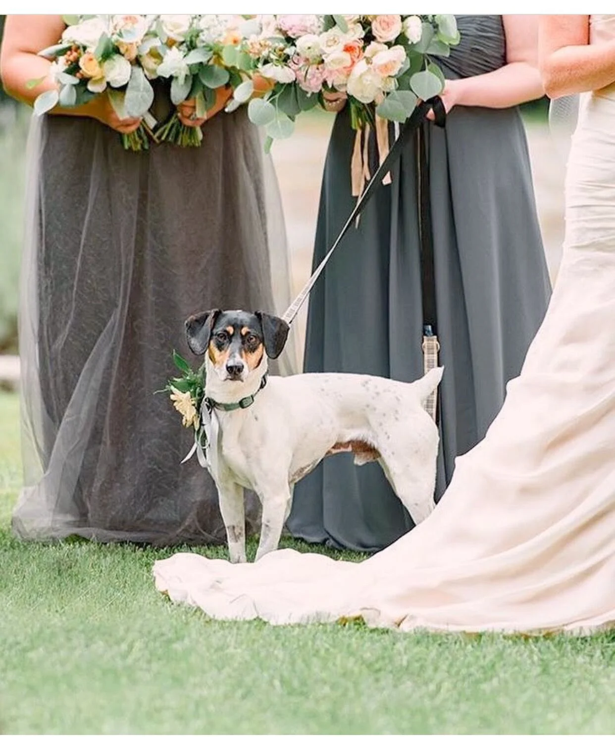 Laticia's dog pic wedding.jpeg