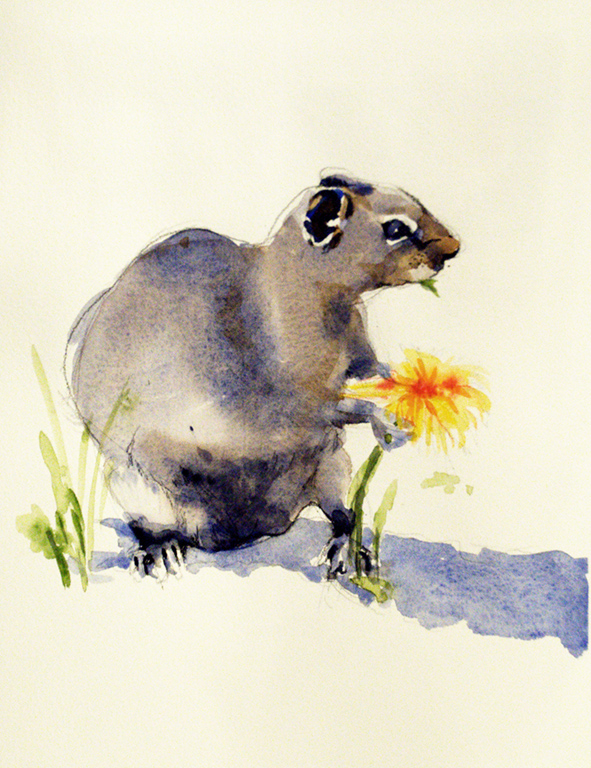 Squirrel