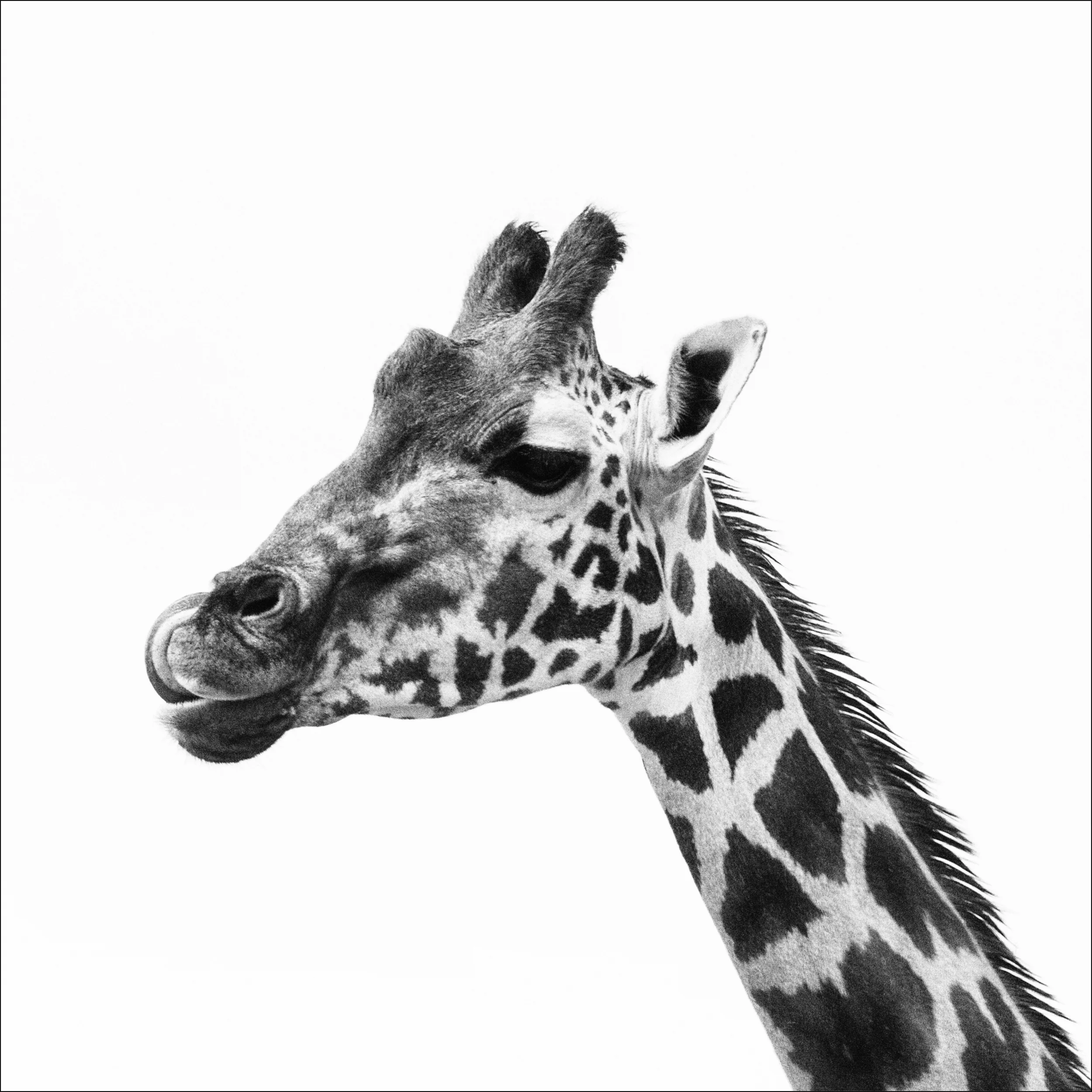 Wildlife_Mdestefano.jpg