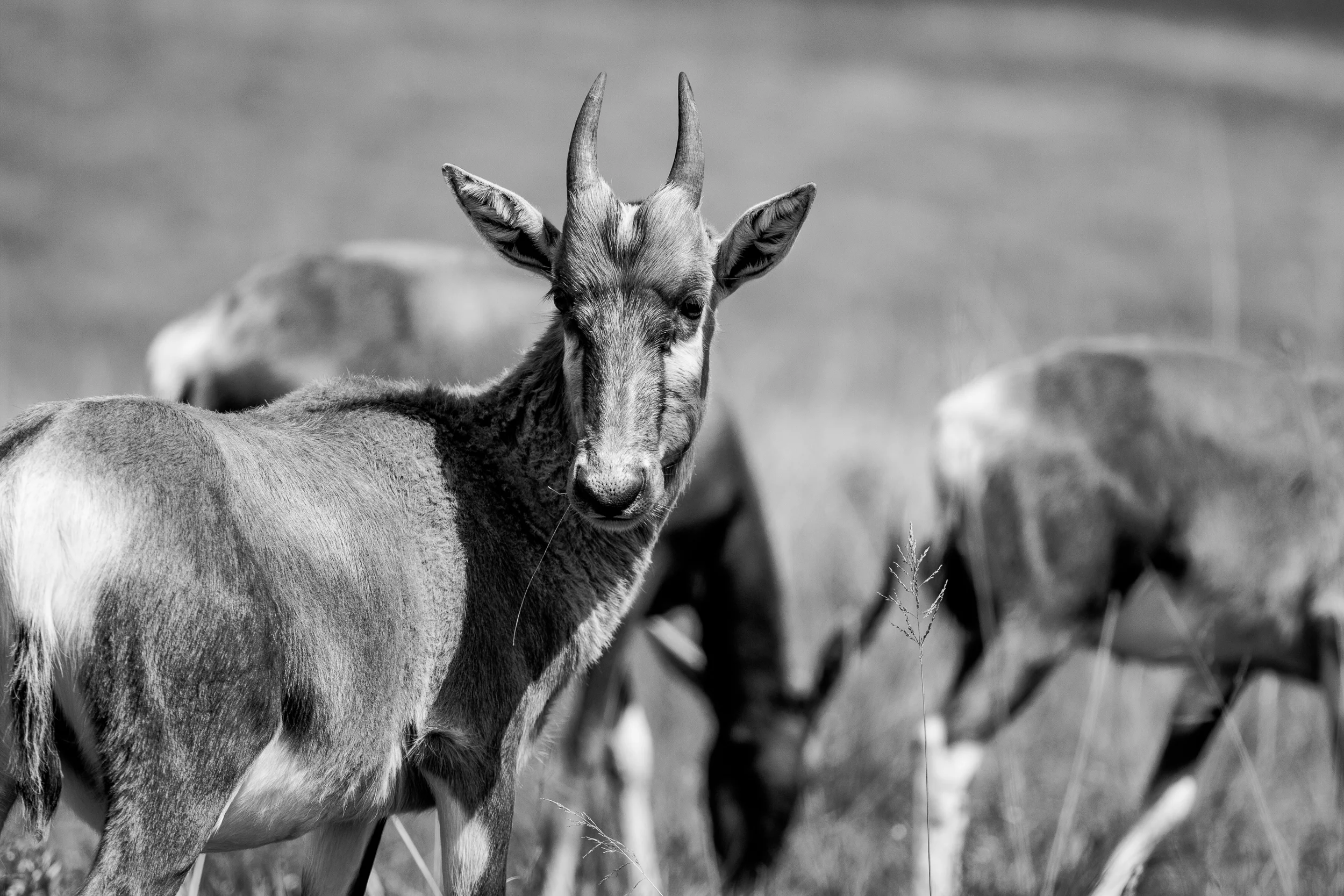 Wildlife_Mdestefano-3.jpg