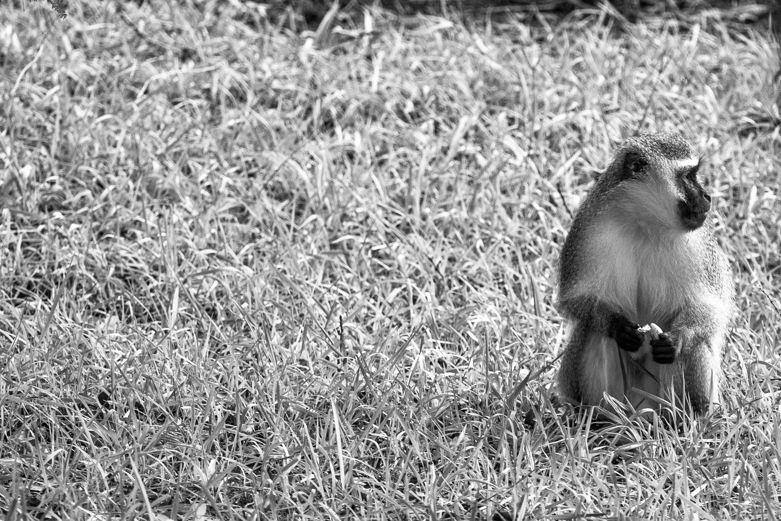 Wildlife_Mdestefano-2.jpg