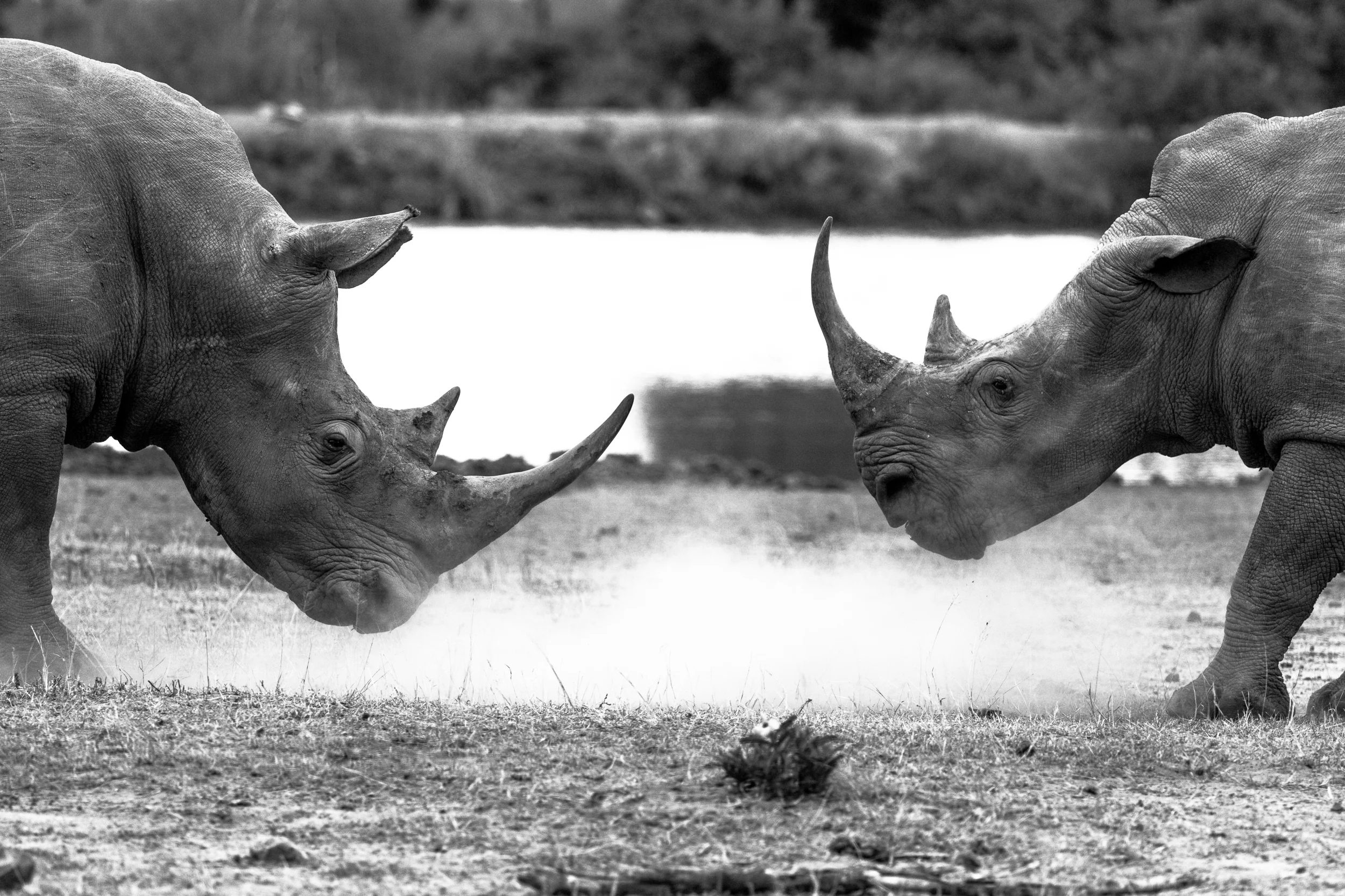 Wildlife_Mdestefano-4.jpg