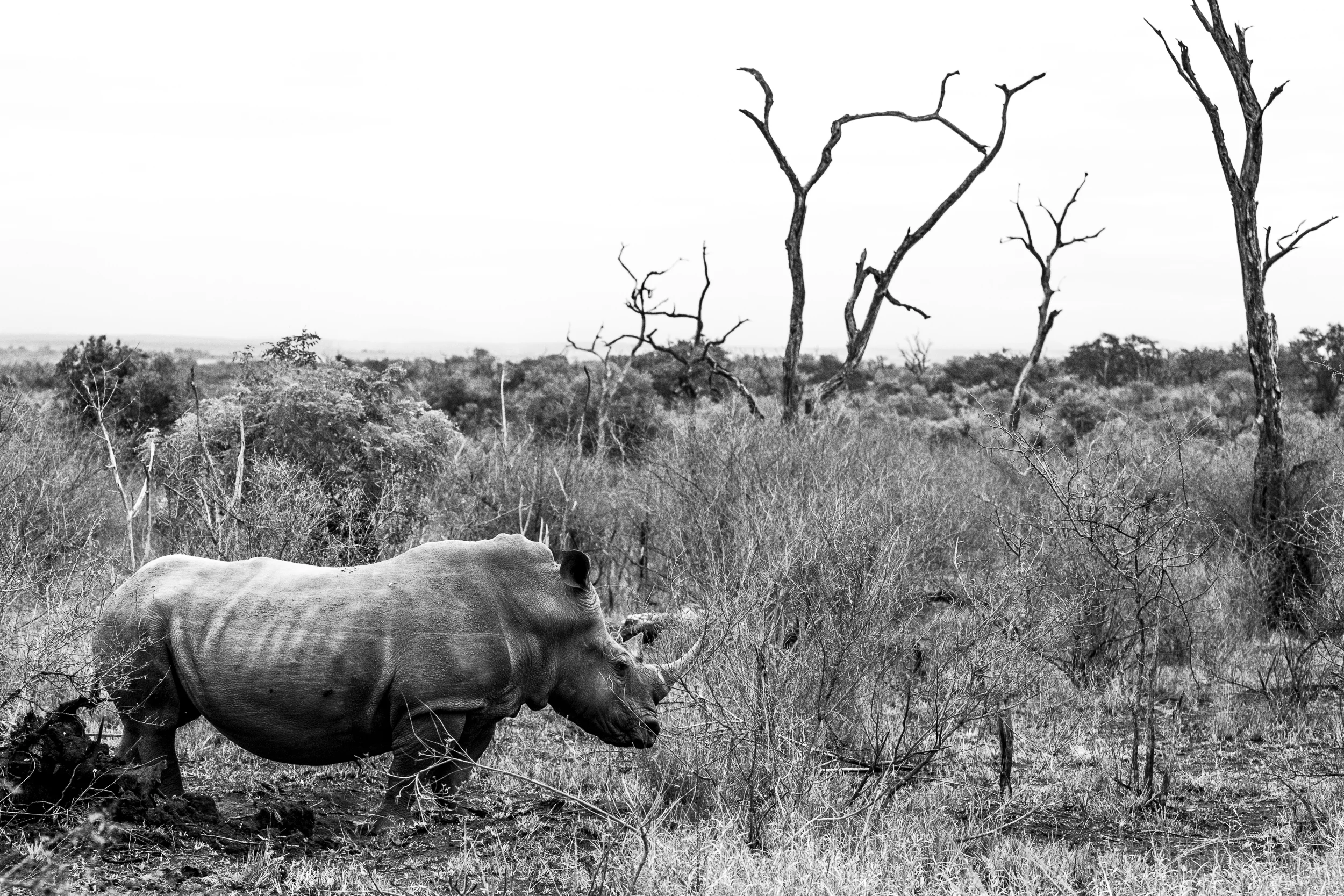 Wildlife_Mdestefano-6.jpg