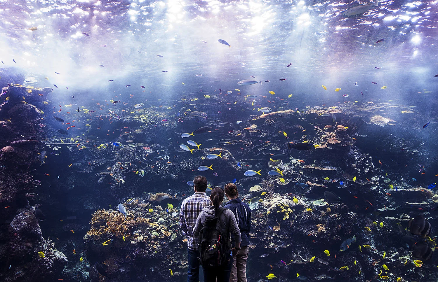 michael_destefano_atlanta_georgia_aquarium_travel_lifestyle_fish.jpg