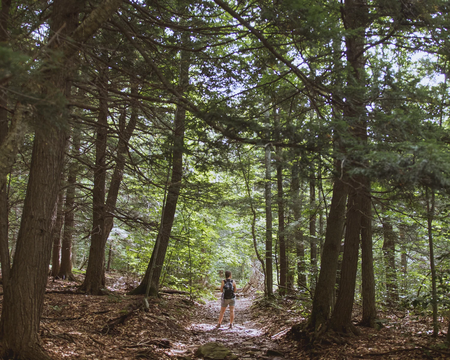 michael_destefano_new_york_catskills_hiking_camping_backpacking_forest.jpg