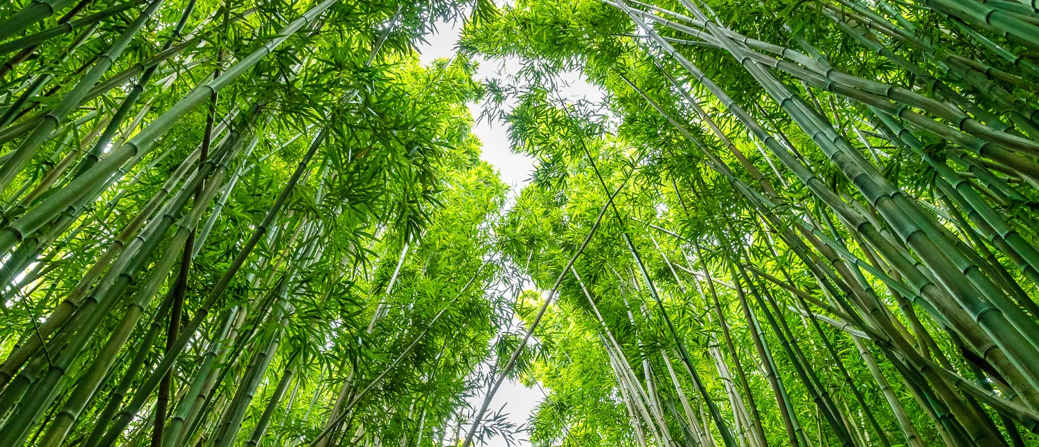 michael_destefano_hawaii_maui_bamboo_forest-1.jpg
