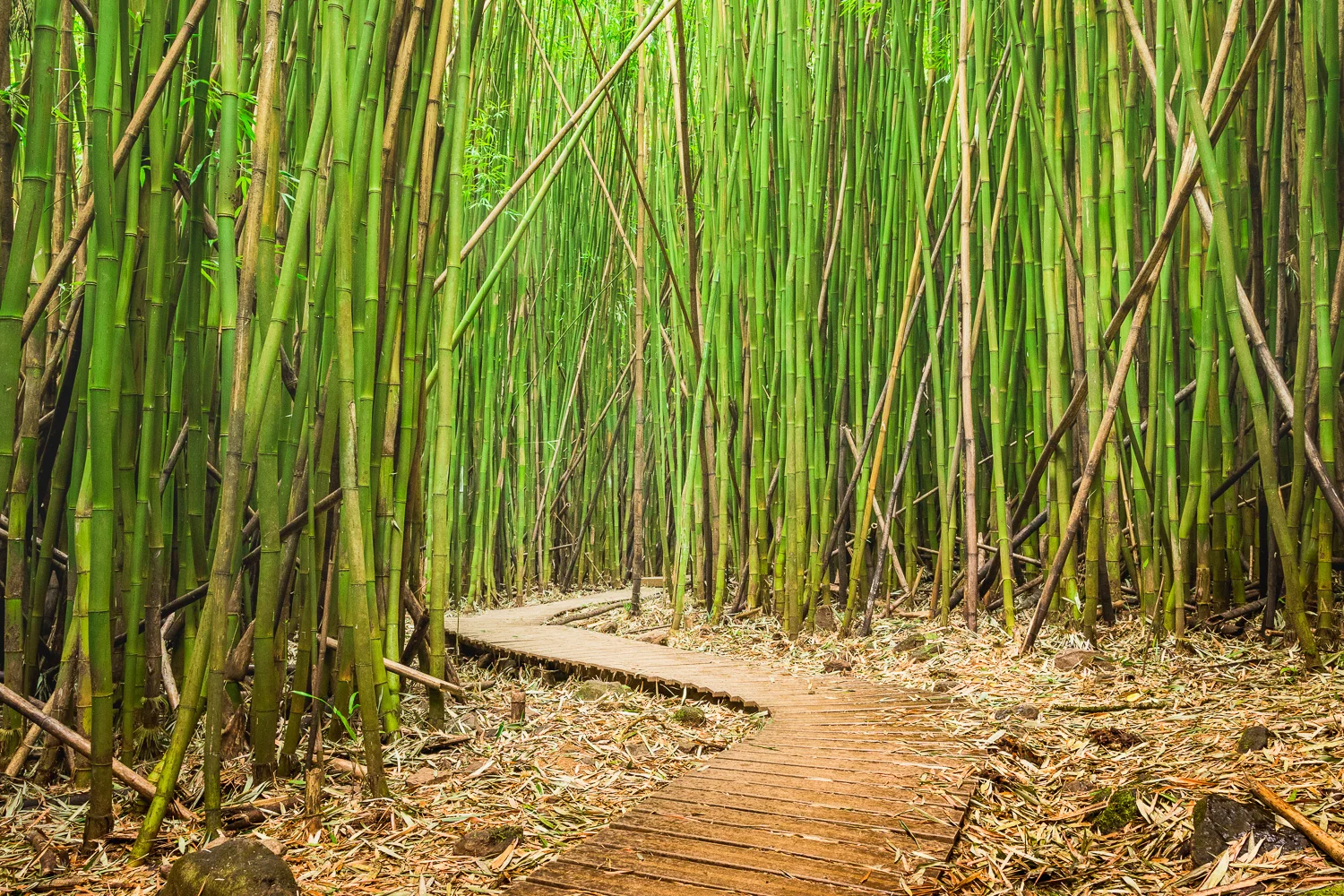 michael_destefano_hawaii_maui_bamboo_forest-2.jpg