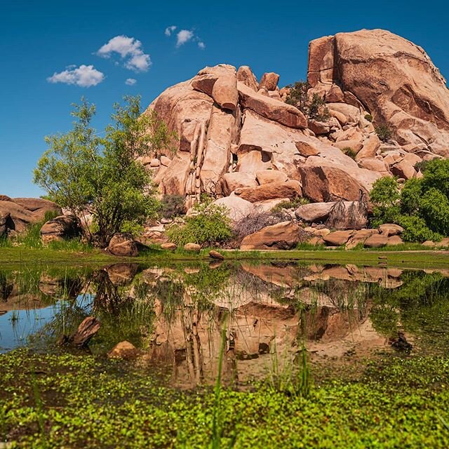 Oasis in the desert. After a 15 min downpour the desert came alive like nothing I'd seen before. Pockets of water like this are a gathering point and help to sustain the local wildlife. #Hiking&nbsp;#camping&nbsp;#climbing&nbsp;#adventure&nbsp;#adven