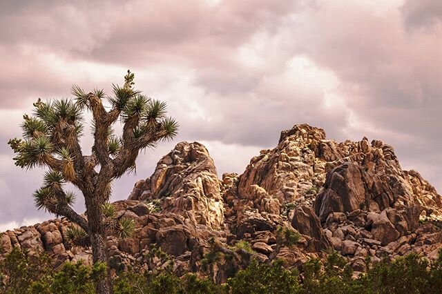 Joshua tree is one of my favorite place to cam, hike, and climb in the US. There is just something about both the community of people often found in and around the camping grounds and the ability to be alone in a wilderness that probably hasn't seen 