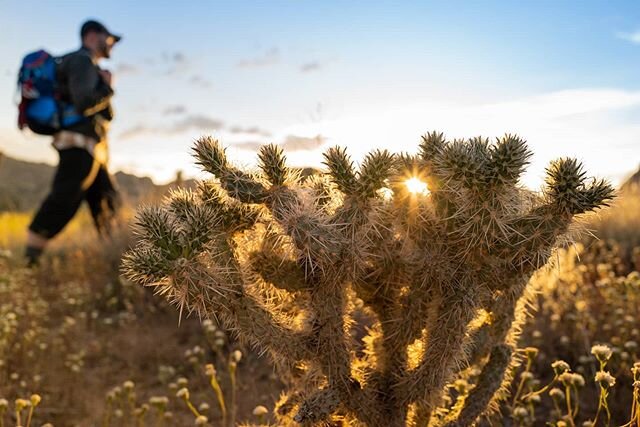 One last shot from Joshua Tree. I've spent weeks hiking and exploring the outback and yet there is so much more to see. Hopefully things get better and I'll be able to return later this year. Looking forward to it. #Hiking #camping #climbing #adventu