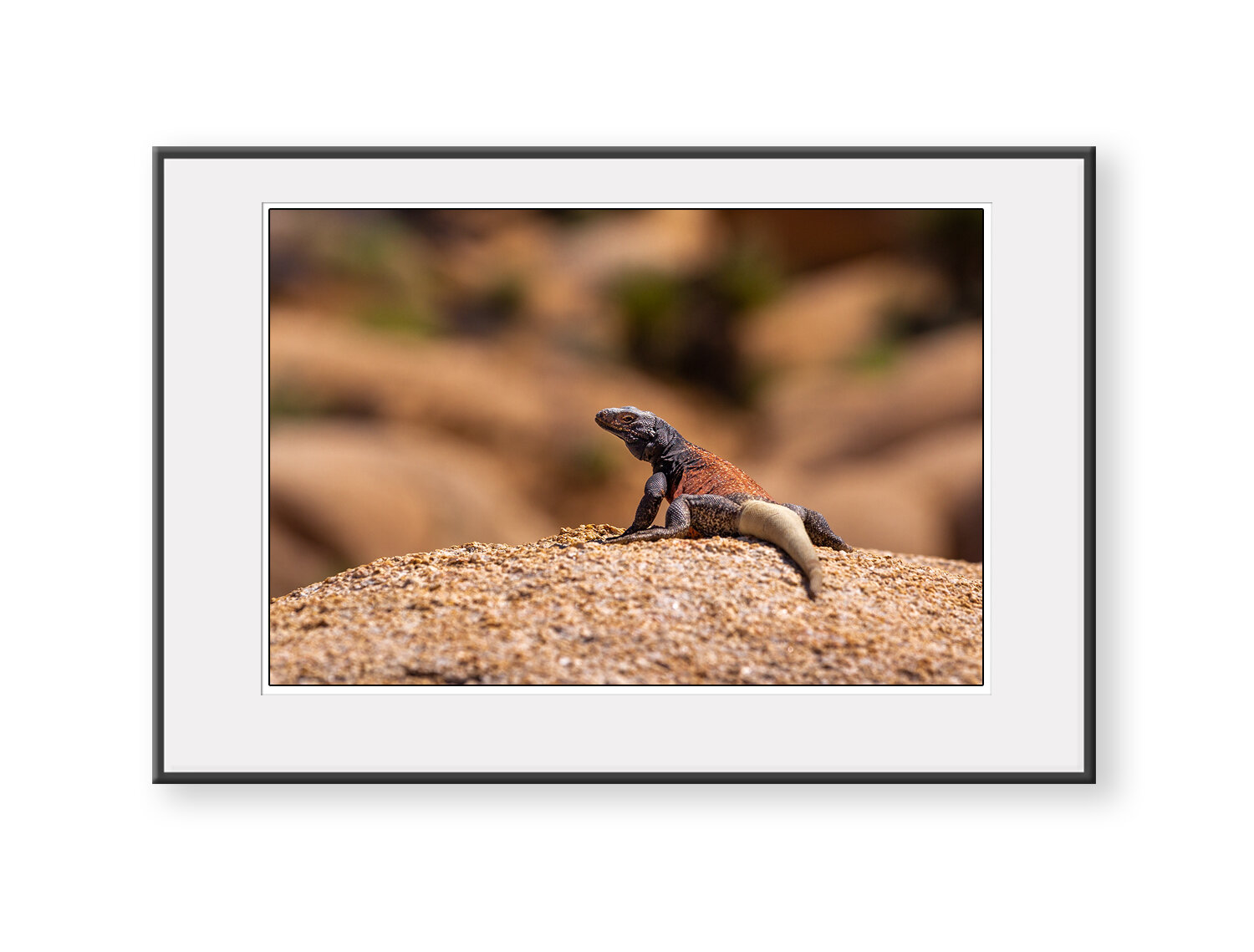 joshua-tree-chuckwalla-wildlife-michael-destefano-2.jpg