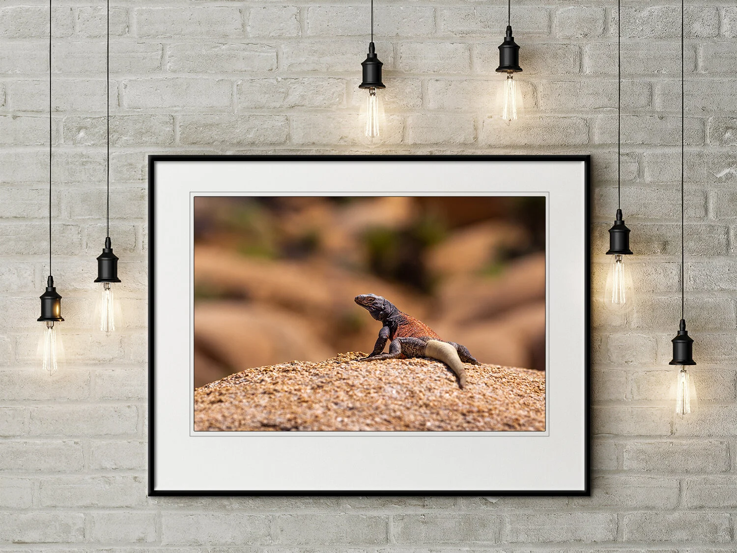 joshua-tree-chuckwalla-wildlife-michael-destefano-3.jpg