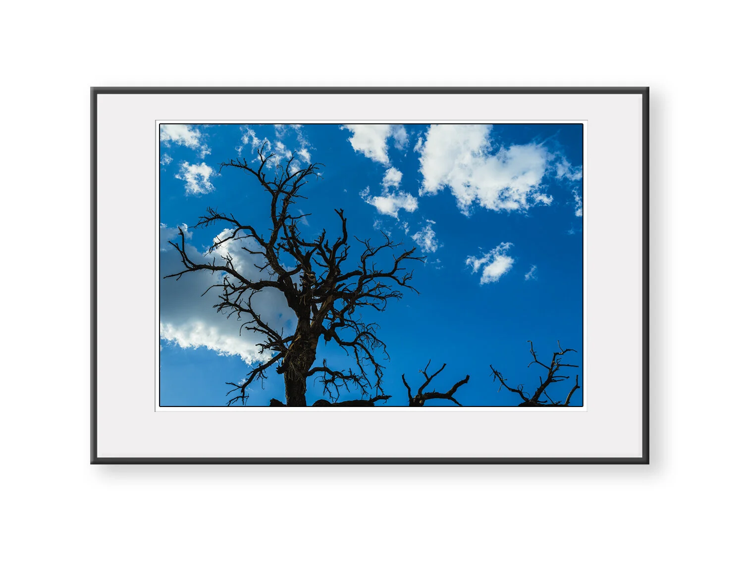 joshua-tree-landscape-tree-michael-destefano-2.jpg