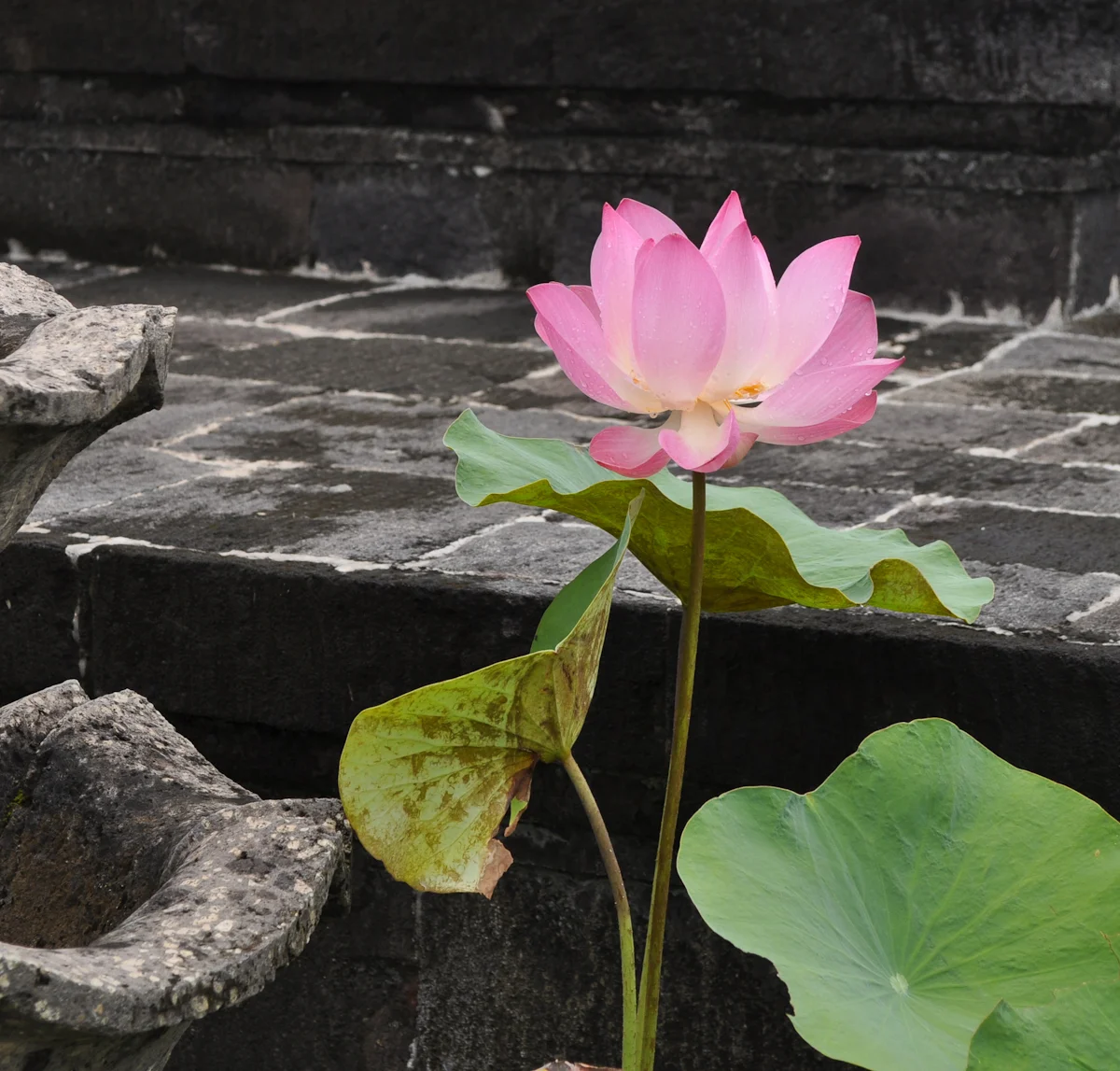 Southeast Asia 2010 762.jpg