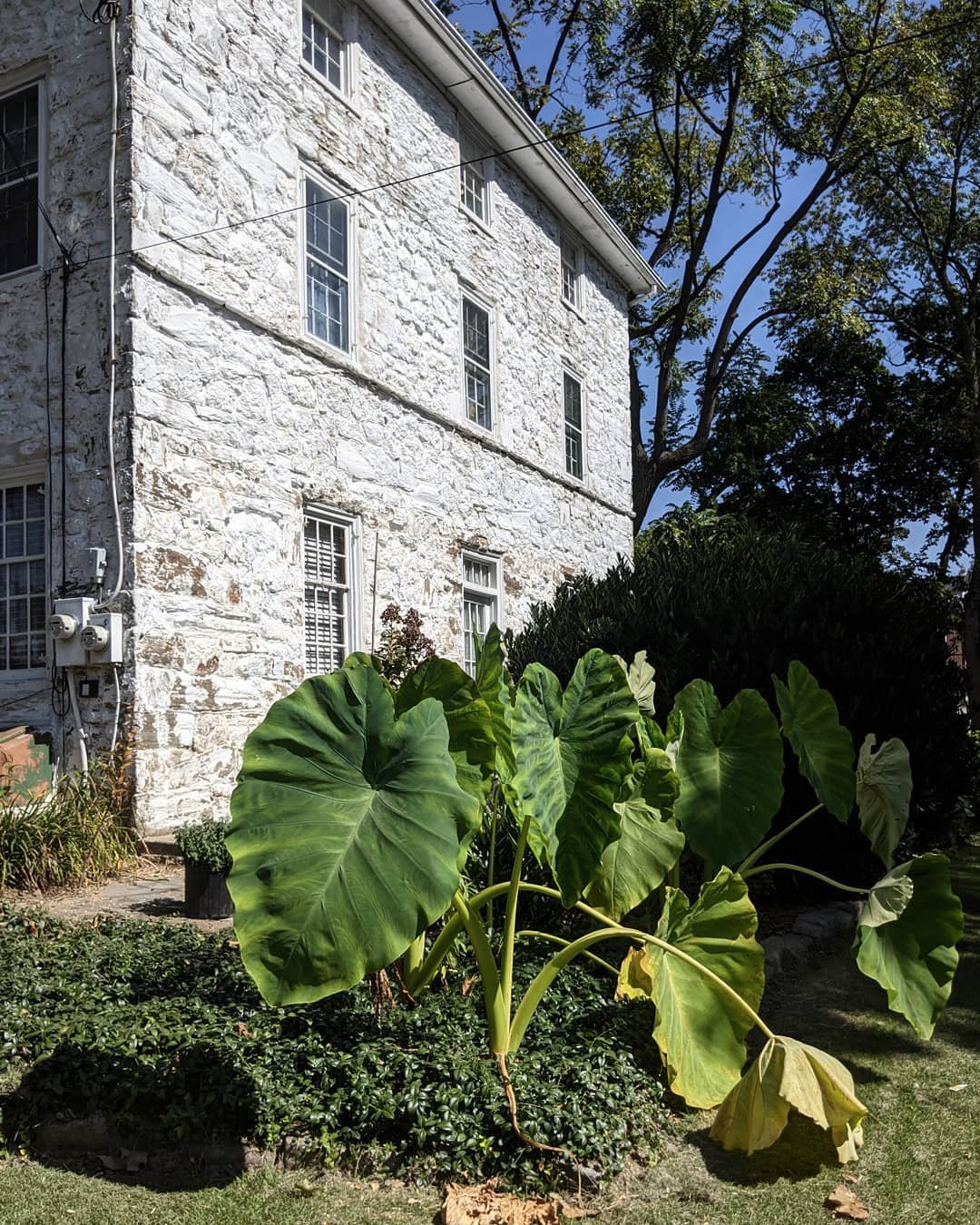 Big leaf...white house

#nature #plants #thisleafisthesizeofmytorso #architecture #lightandshadow #contrast #architecturalphotographer #architecturalphotography #thingsseen
