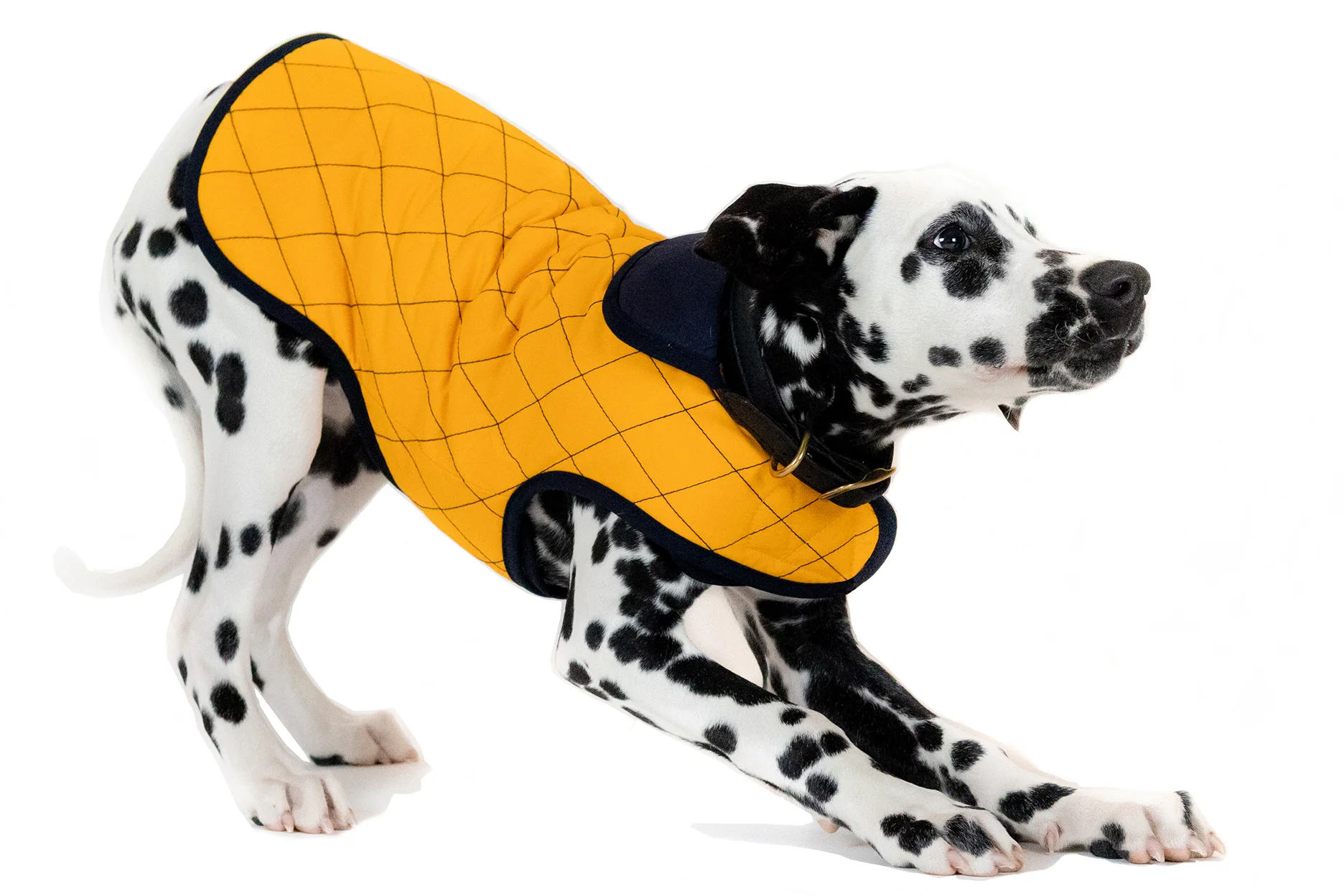 Ollie Inti Coat.jpg