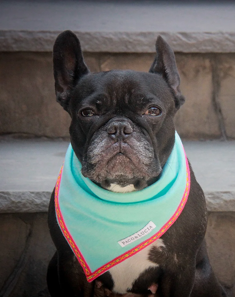 Zoe_Turq Bandana_Product.jpg