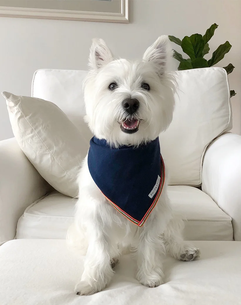 Murphy_Blue Bandana_Product.jpg