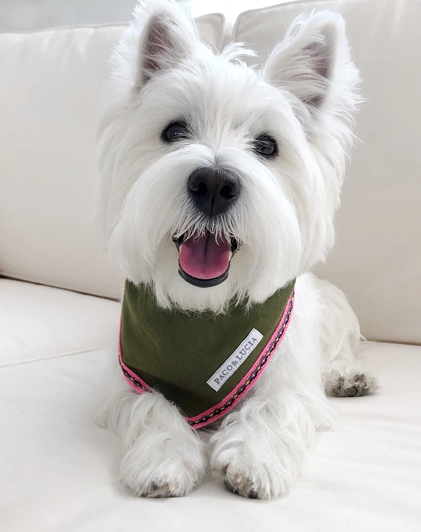 Murphy_Olive Bandana_Product.jpg