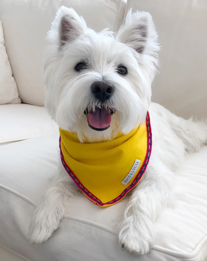 Murphy_Yello Bandana_Product.jpg