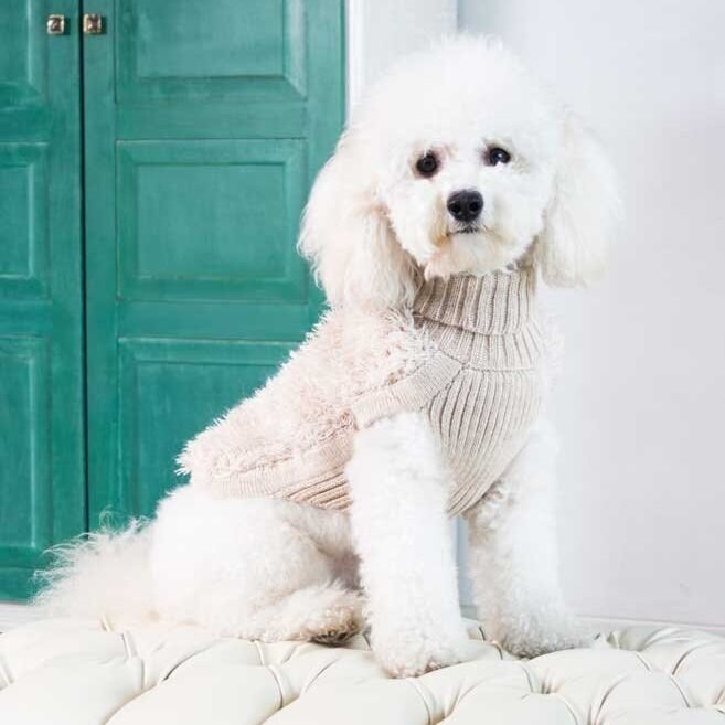 toy poodle sweaters