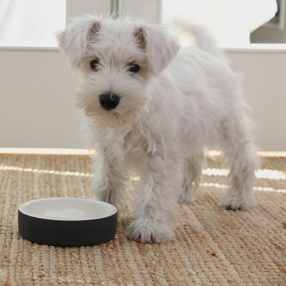 https://images.squarespace-cdn.com/content/v1/55ee19b2e4b0adceacf9be9f/1586466940169-6YX90DTBWC768UOQ02CY/small+feed+bowl+black+puppy.jpg?format=1000w